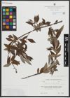 Foto von Salix alba subsp. micans (Andersson) Rech. f.